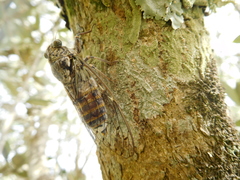 Cicada