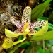 Bulbophyllum baileyi - Photo (c) Justin McMahon, algunos derechos reservados (CC BY-NC)