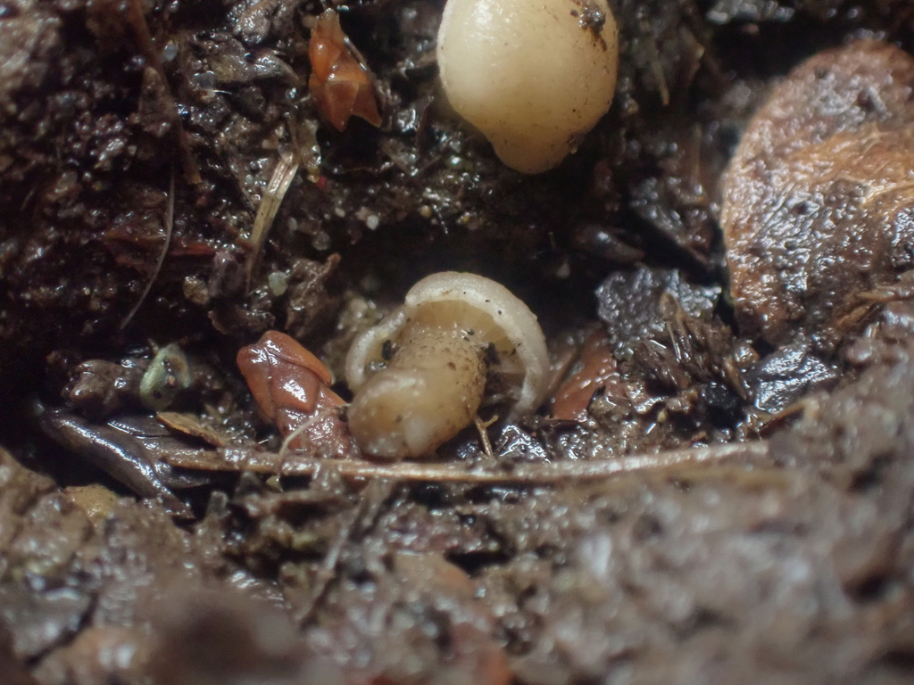 Hodophilus paupertinus · December 2025 · photo: © dgwdoesthings (iNaturalist, cc0)