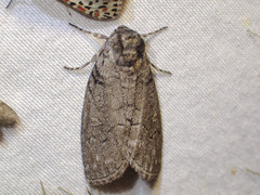 Discophlebia celaena