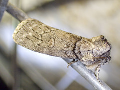 Discophlebia celaena