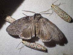 Discophlebia celaena