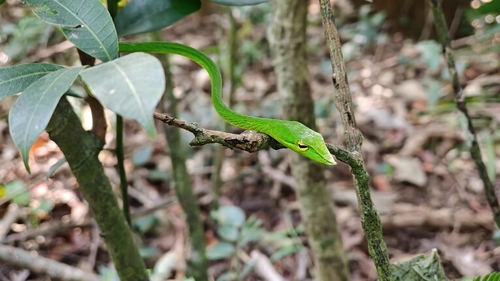 Northern Western Ghats Vine Snake