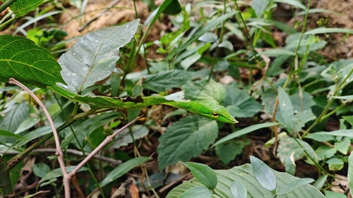 Northern Western Ghats Vine Snake