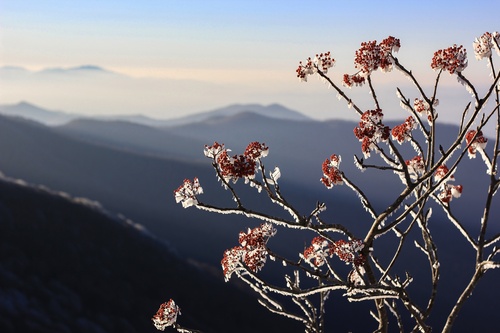 American mountain ash