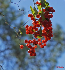 Smilax aspera