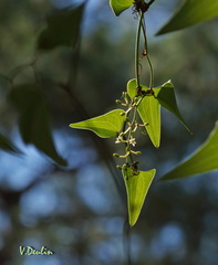 Smilax aspera