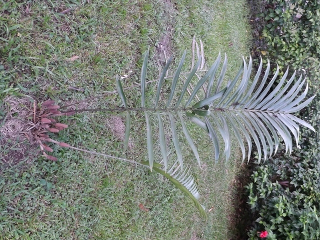 Zamia variegata