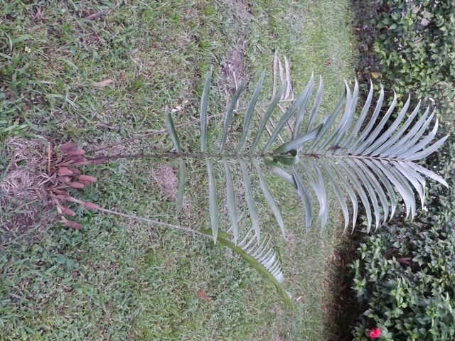 Zamia variegata
