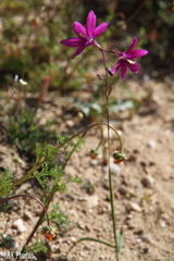 Ixia ramulosa