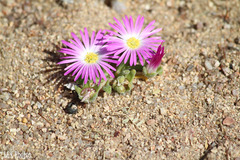 Cleretum hestermalense