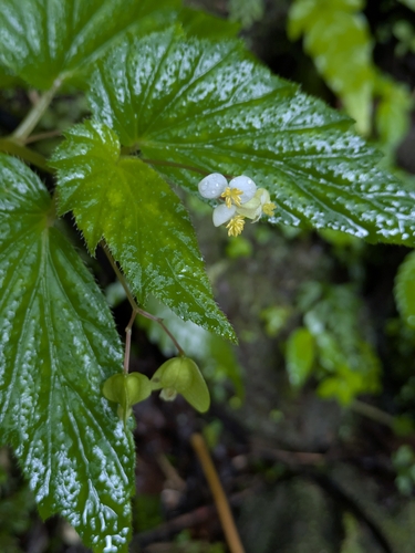 shining begonia (Begonia humilis)