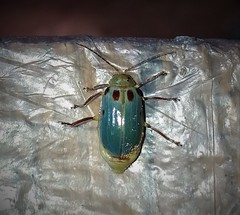 Exora obsoleta