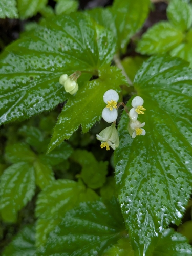 Begonia humilis, photograph 6