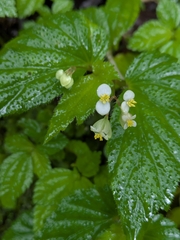 Begonia humilis, photograph (c) My-Lan Le, some rights reserved (CC BY)