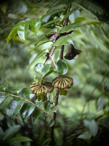 Monkey paws (Marcgravia umbellata)
