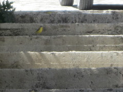 Motacilla flava flava