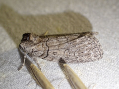 Discophlebia celaena