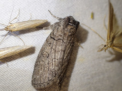 Discophlebia celaena