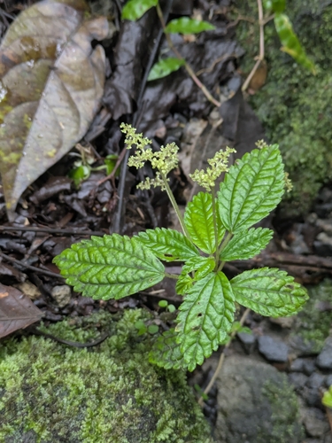 Pilea inaequalis, photograph 5