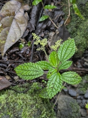 Pilea inaequalis, photograph (c) My-Lan Le, some rights reserved (CC BY)