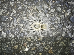 Harpactira