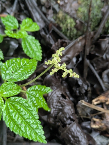 Pilea inaequalis, photograph 6