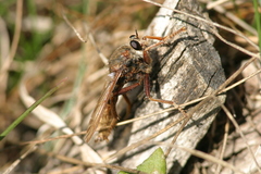 Asilus crabroniformis