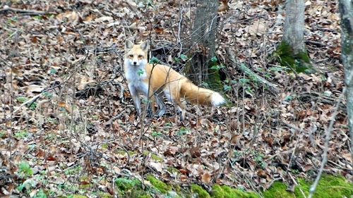 Red Fox photographed in Arkansas