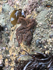 Callithamnion pikeanum