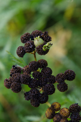 Rhopalomyia tanaceticola