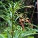 Lobelia kraussii 3