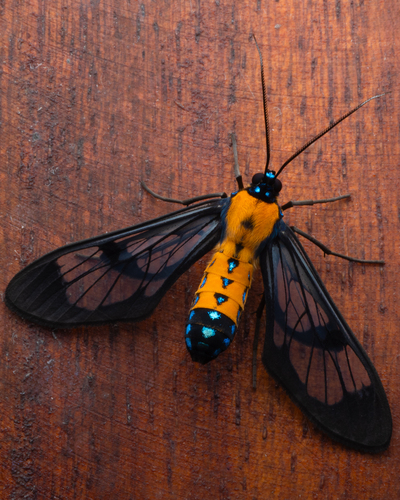Sarosa notata