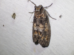 Discophlebia celaena