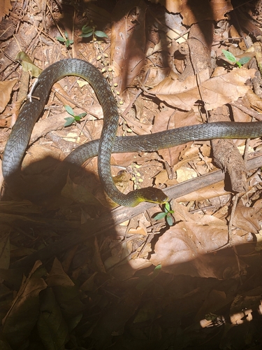Common Tree Snake sighting