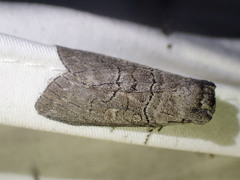 Discophlebia celaena