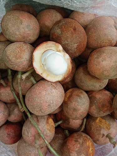 Baccaurea macrocarpa observed 2025-12-06