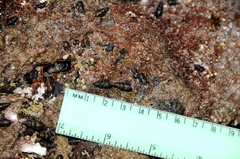 Cerithiidae