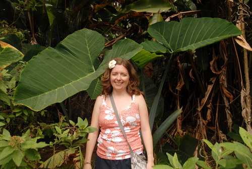 Capote (Xanthosoma robustum)