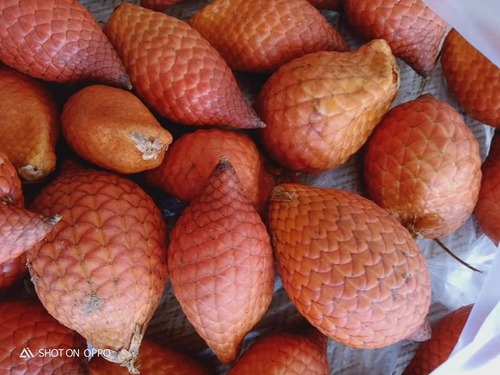 Salak (Salacca affinis)
