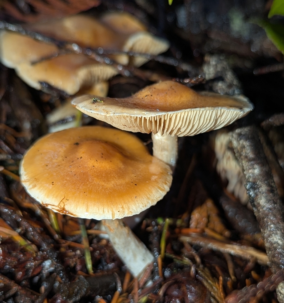 Thaxterogaster vibratilis