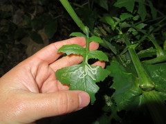 Stigmella ogygia