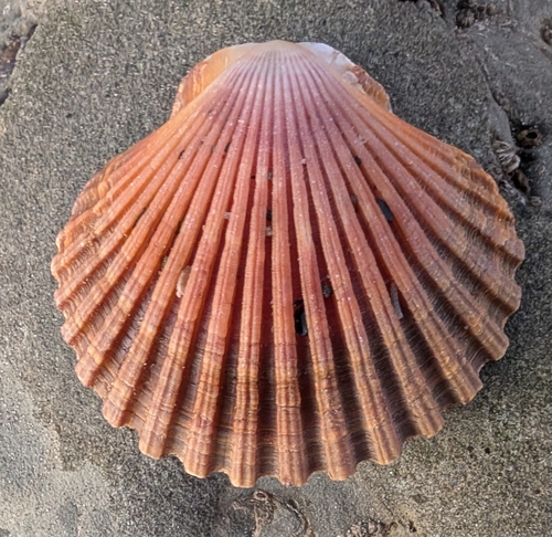 Leopecten diegensis observed 2025-12-05