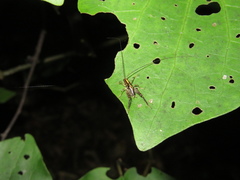 Pleioplectron hudsoni