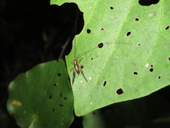 Pleioplectron hudsoni