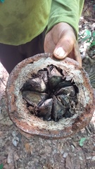 Bertholletia excelsa