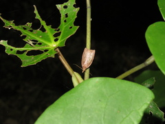 Planotortrix