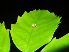 Brachyolus punctatus