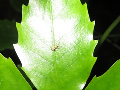 Brachyolus punctatus