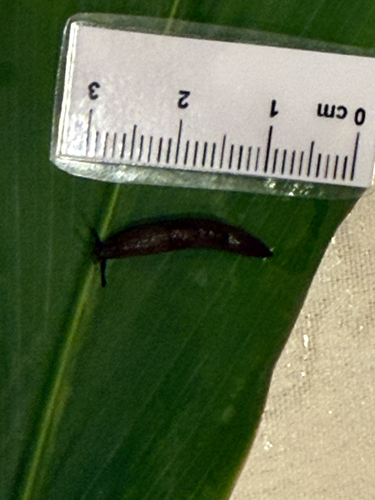 Deroceras observed 2025-12-05